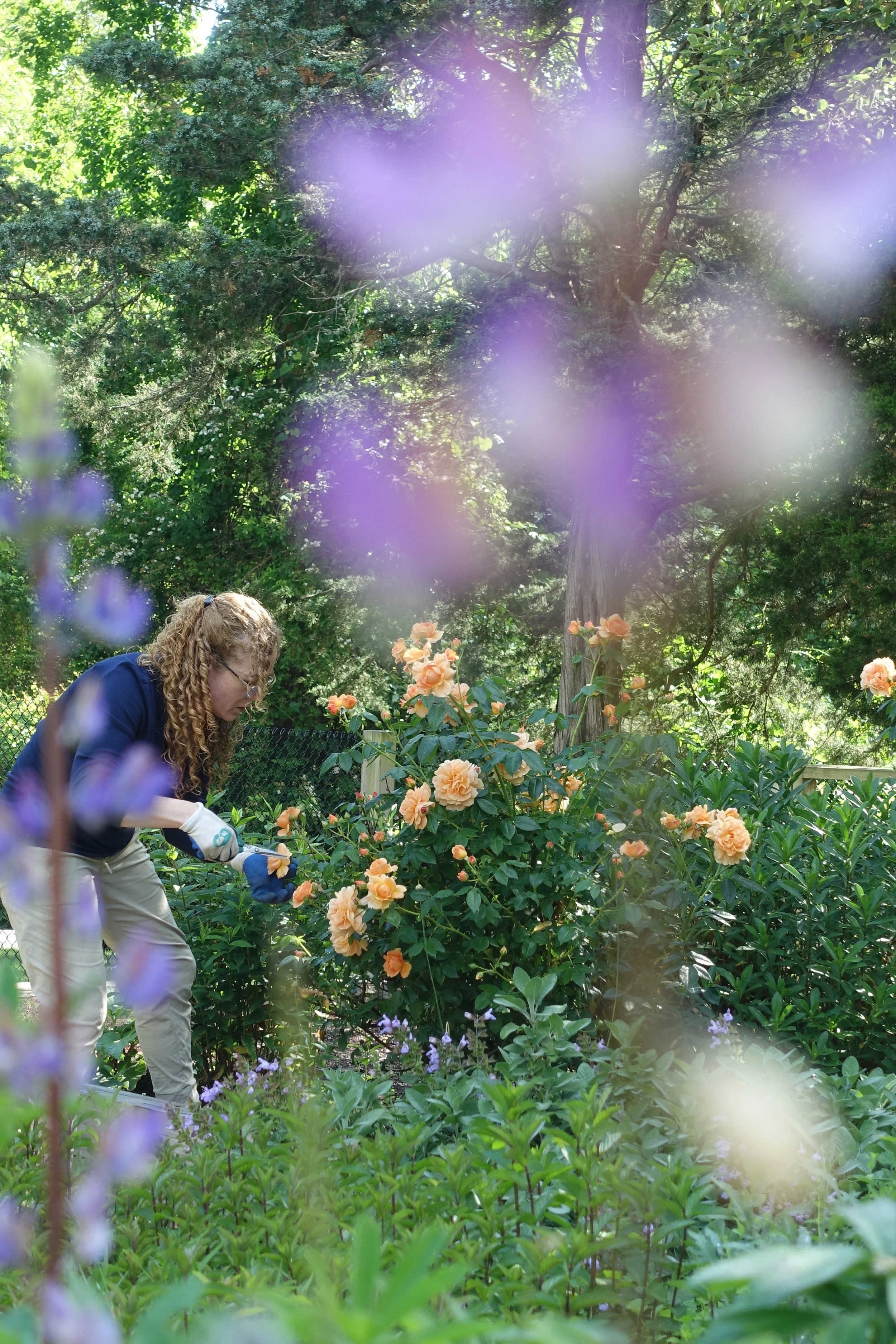 A person tending to peach-colored roses in a garden filled with greenery and various flowering plants, with large trees in the background and purple flowers in the foreground.