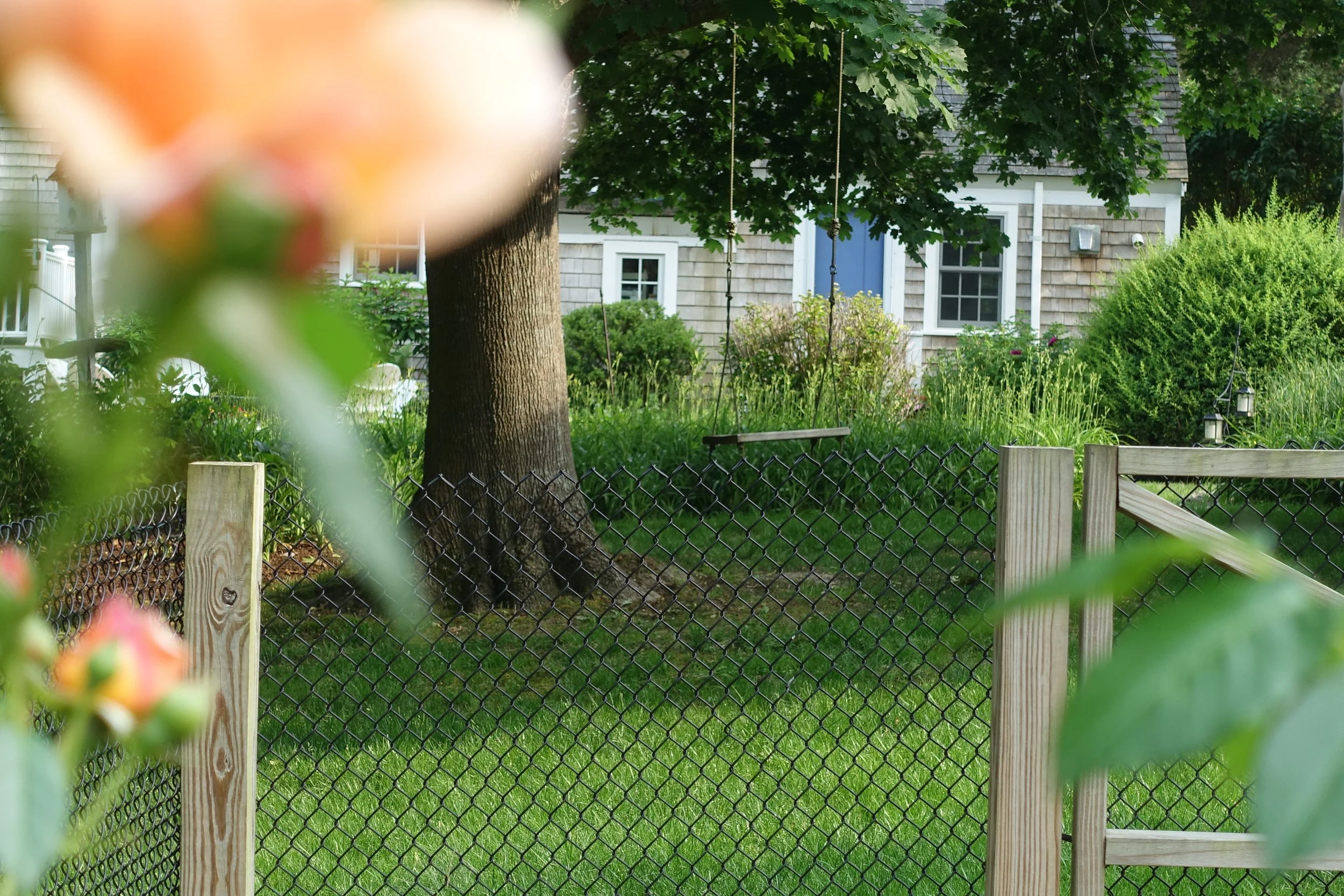 A backyard with a green lawn, a large tree, a black chain-link fence, and a house with gray siding and white trim in the background. Some blurred plants are in the foreground.
