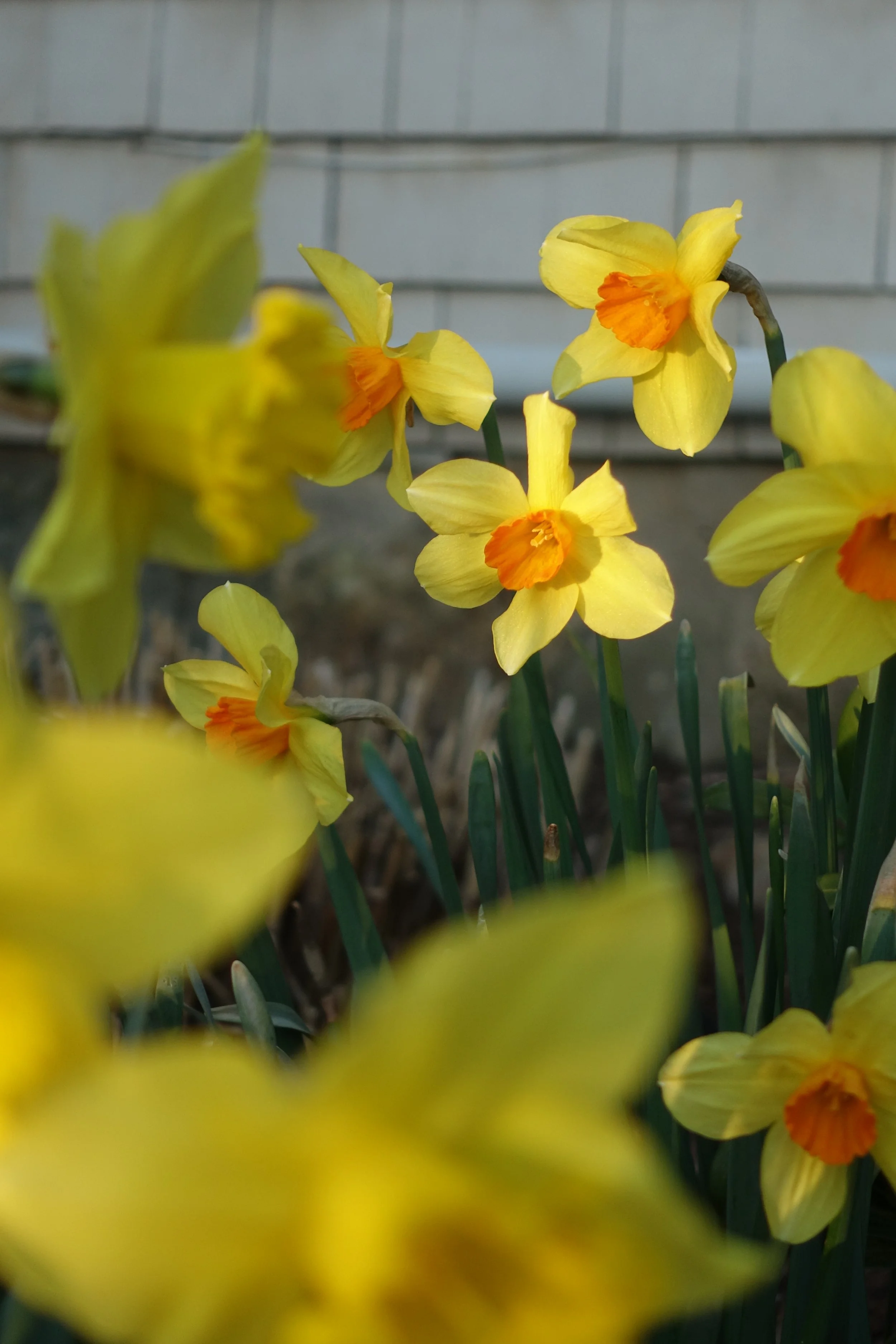 Yellow daffodil flowers with orange centers growing in a garden bed, with a brick wall in the background.