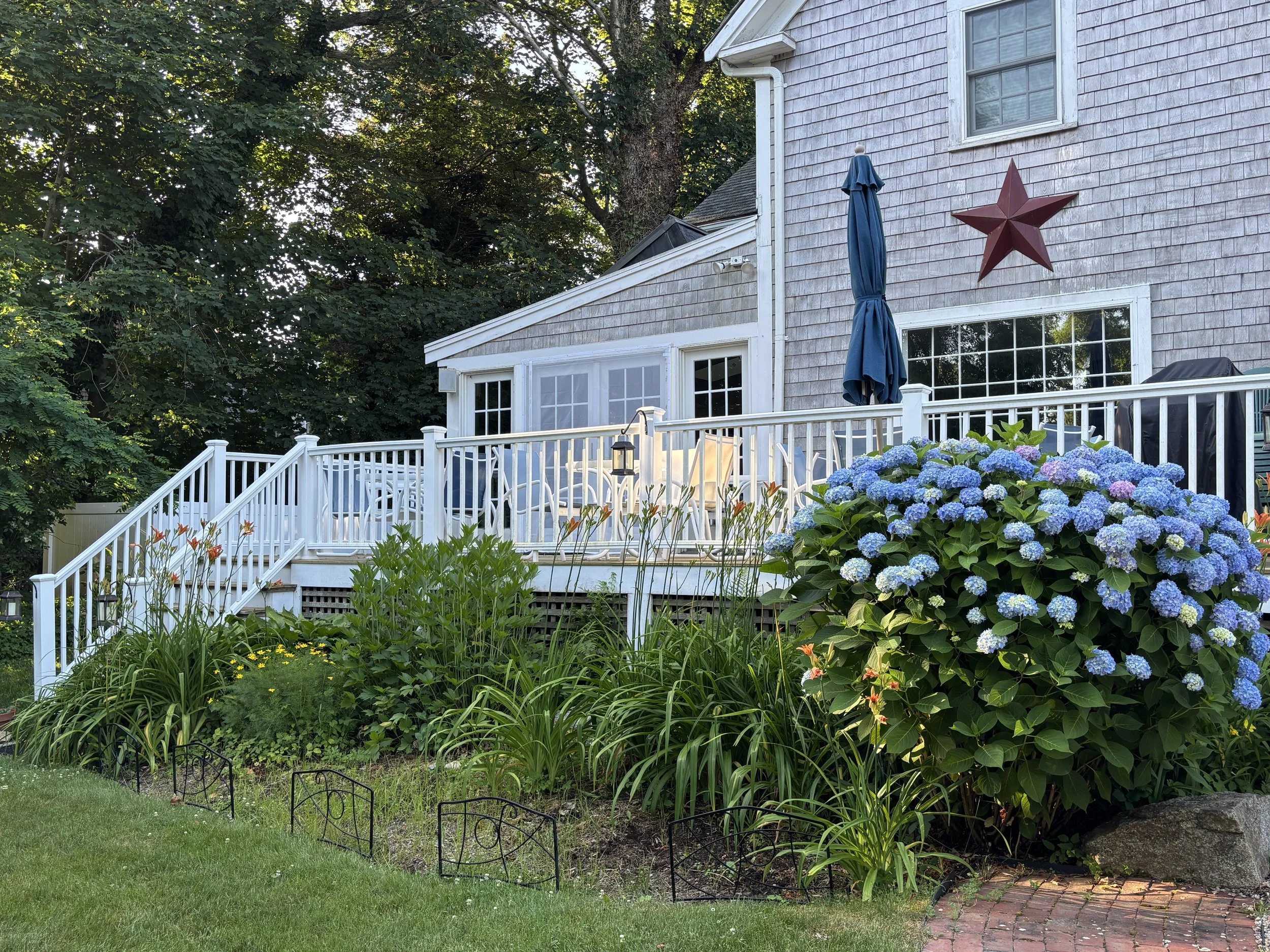 Back Porch Hydrangea.JPG
