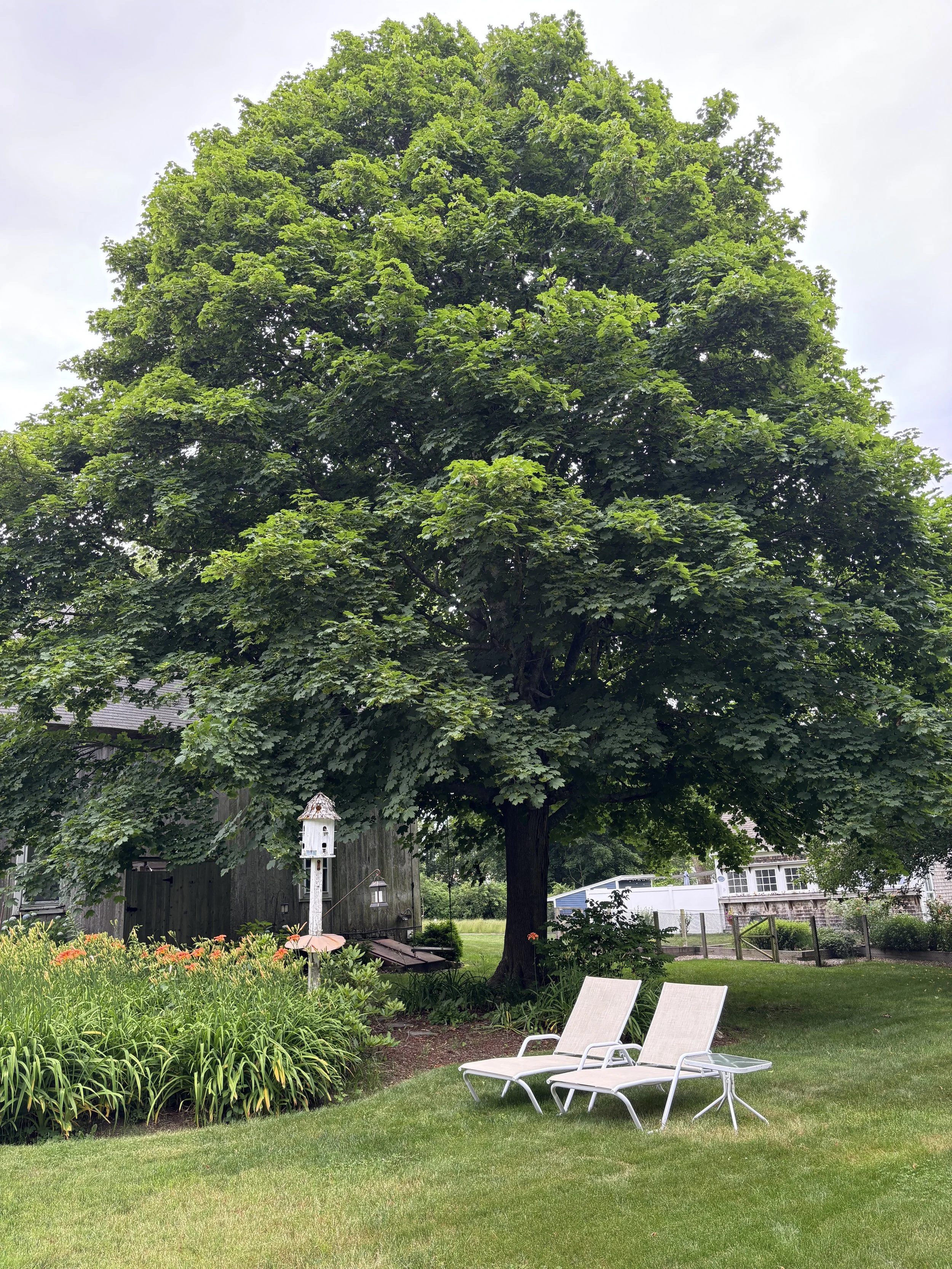 Maple Tree Back Yard.JPG