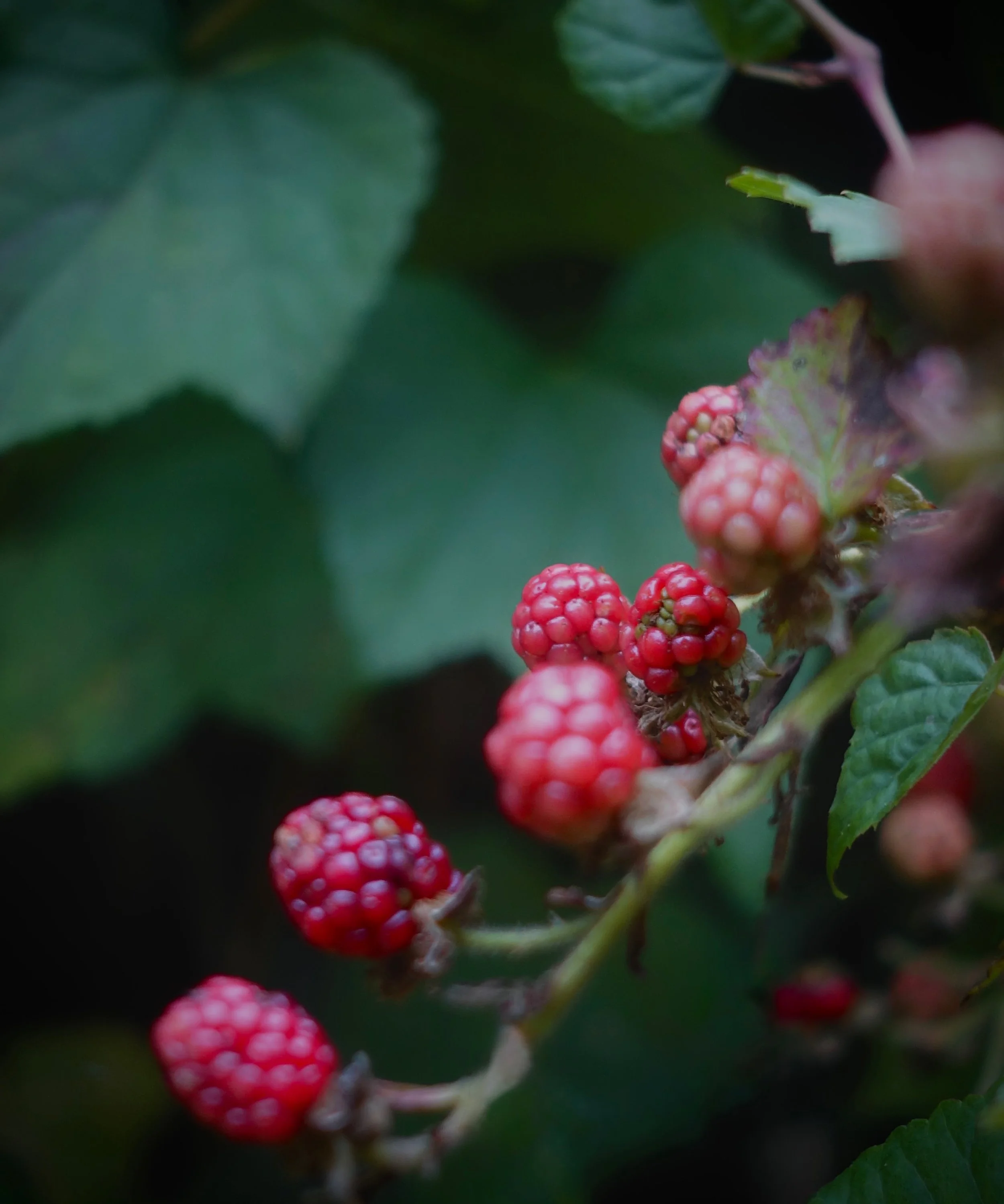 Close-up of ripe red blackberries growing on a plant with green leaves in the background.