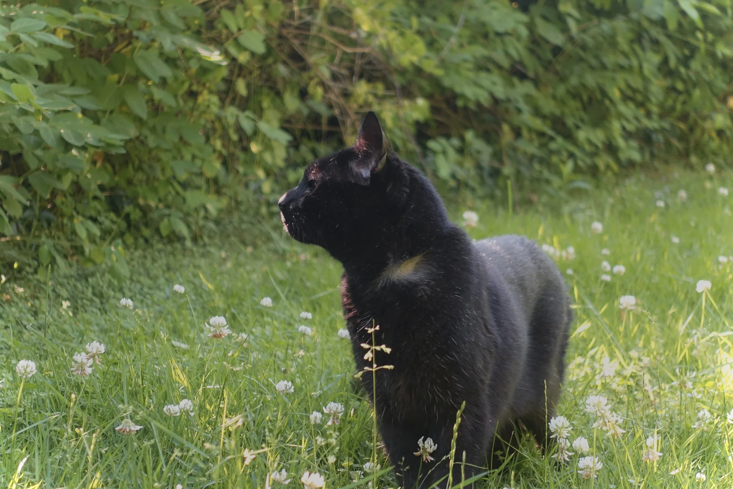 A black cat sitting in a grassy field with white flowers, surrounded by green foliage.