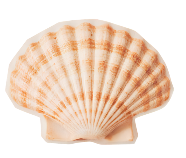 Close-up of a seashell with orange and white stripes.