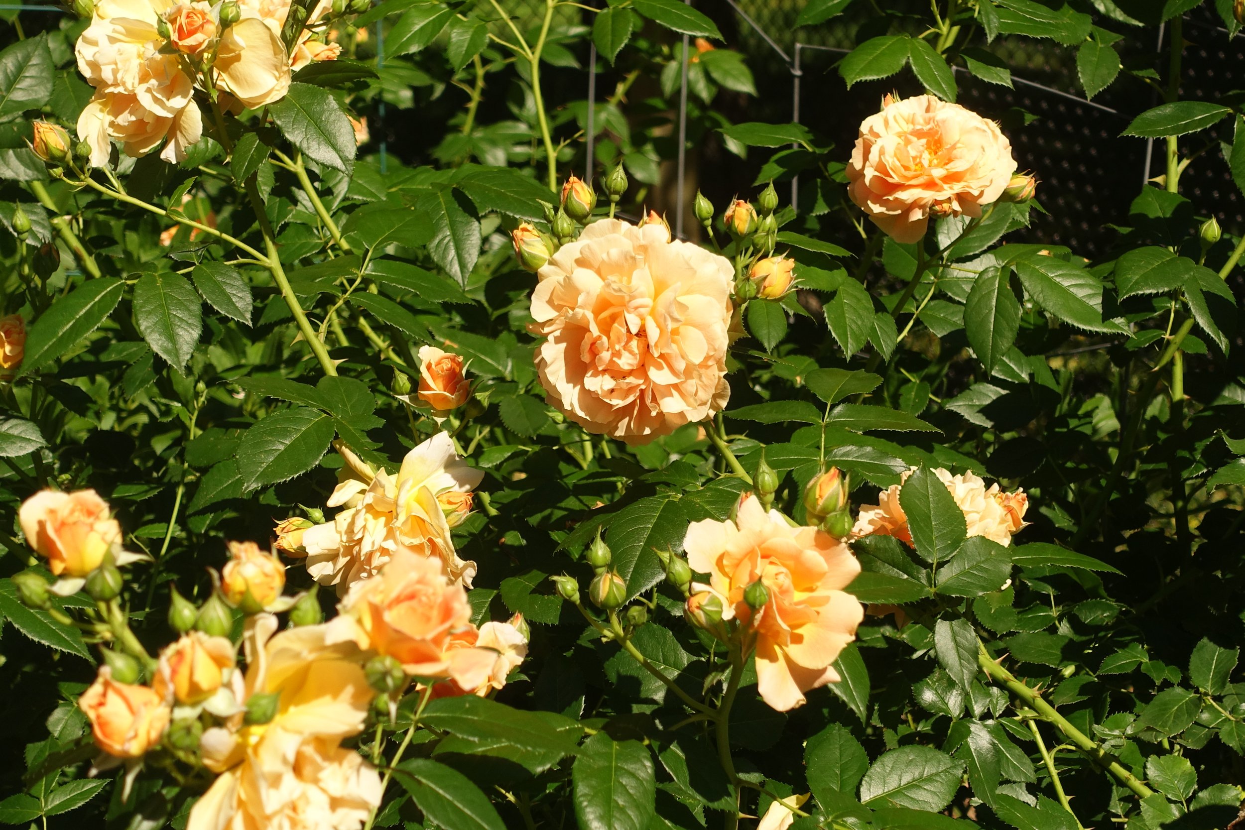 Peach-colored roses blooming on a bush with lush green leaves and stems.