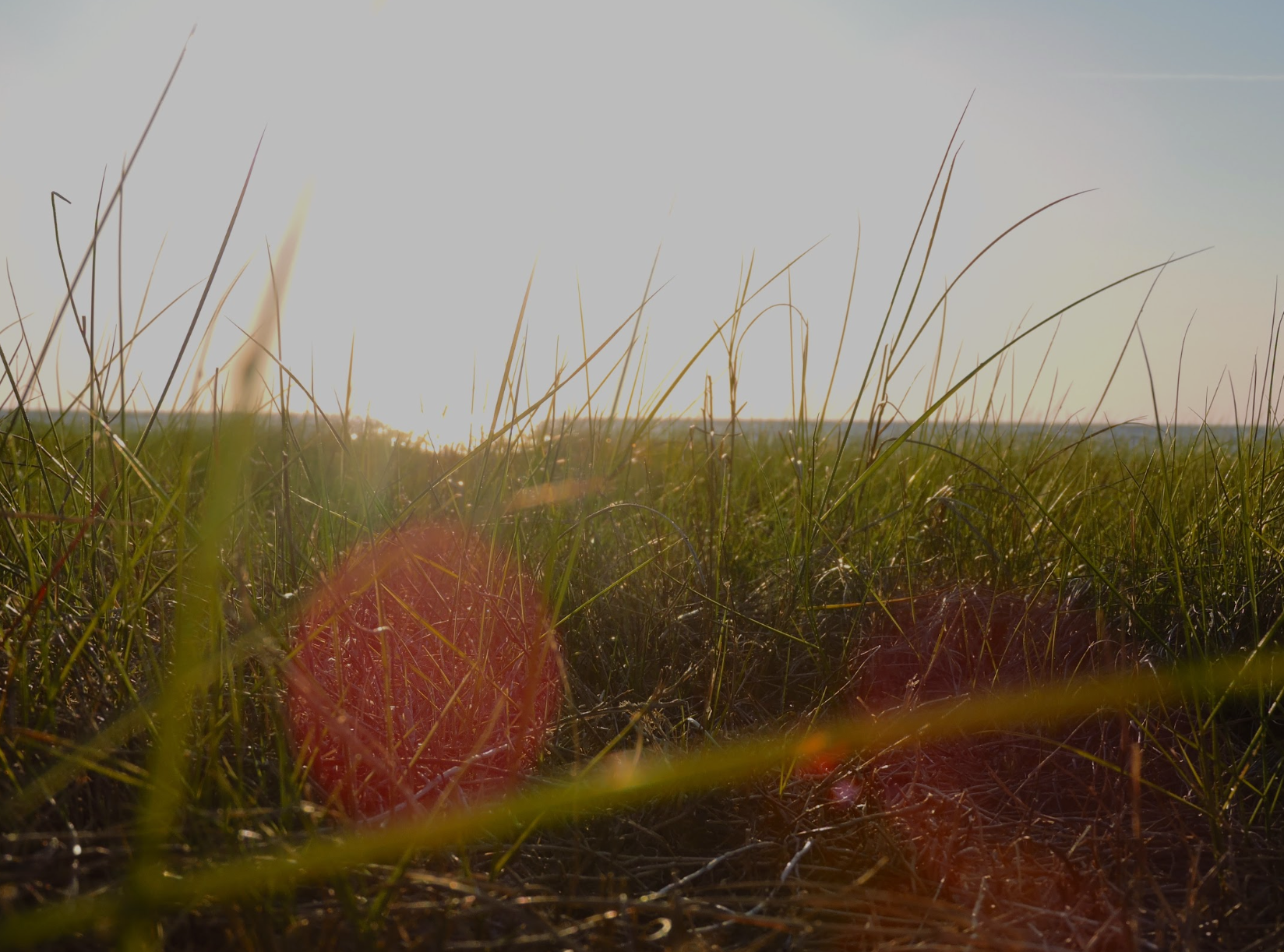 Sunlight shining over a grassy field with some red lens flare effects.