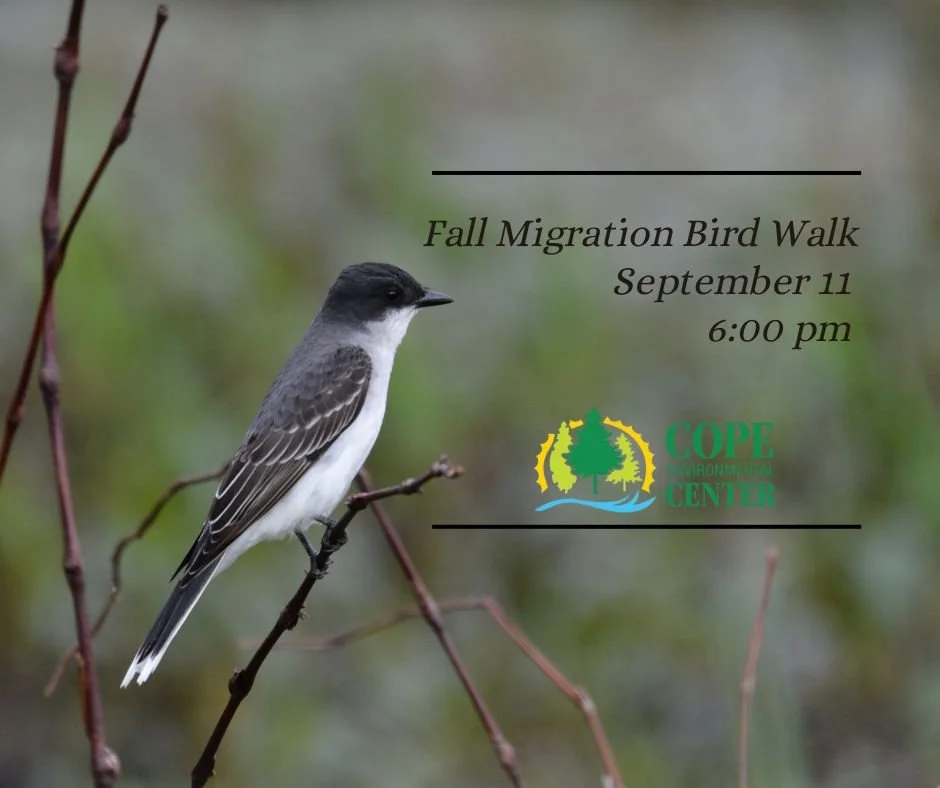 Fall Migration Bird Walk