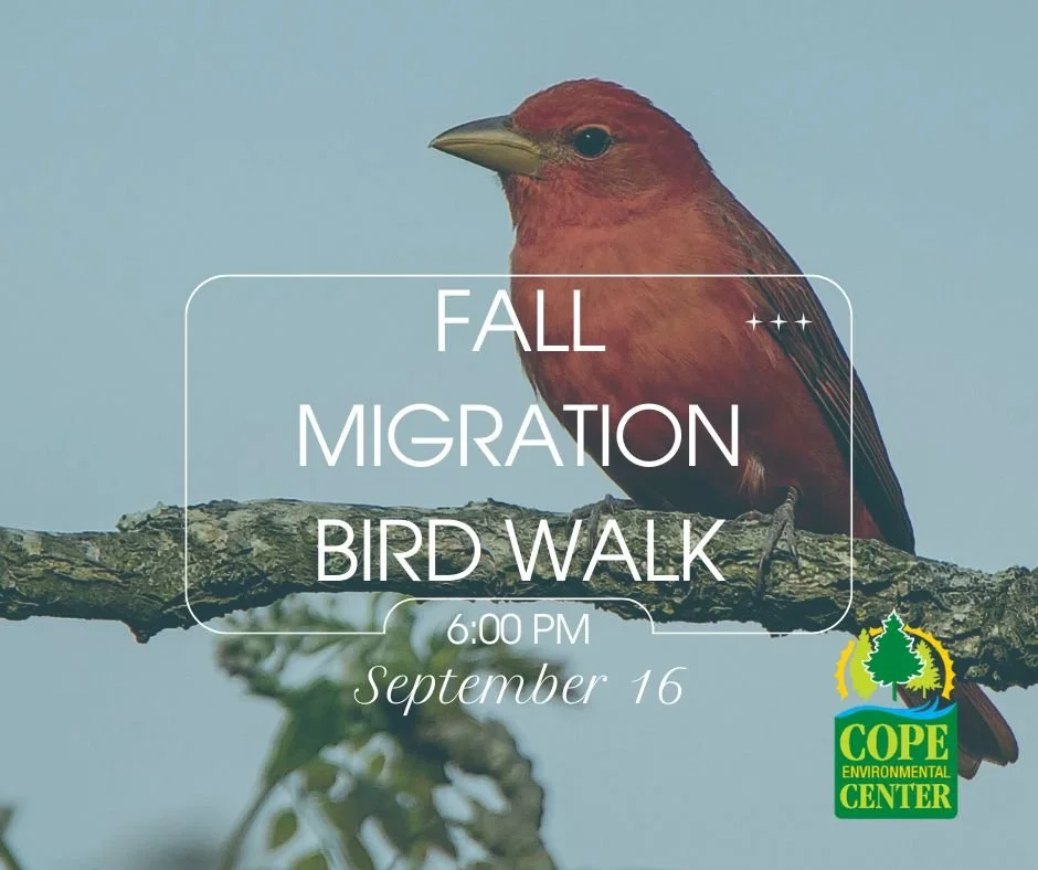 Fall Migration Bird Walk