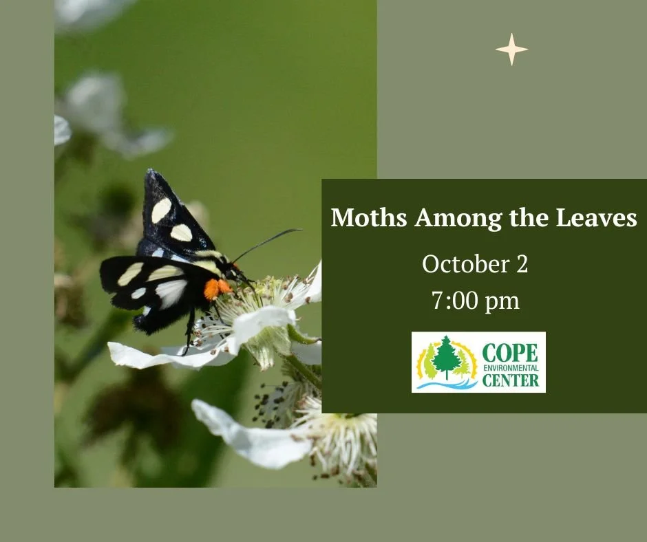 Moths Among the Leaves