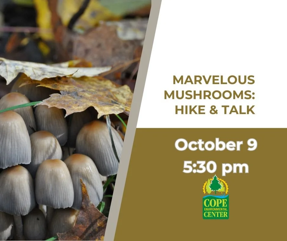 Marvelous Mushrooms