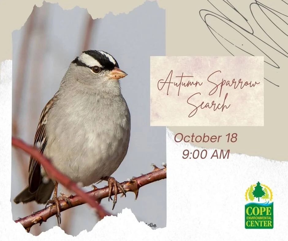 Autumn Sparrow Search