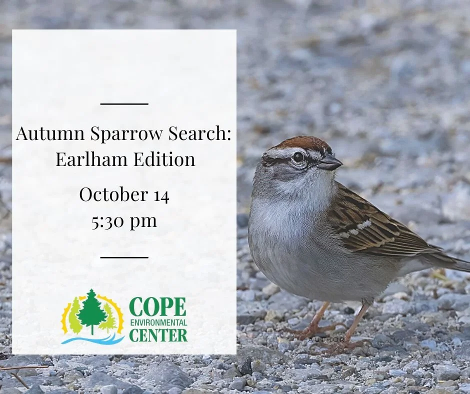 Autumn Sparrow Search: Earlham Edition