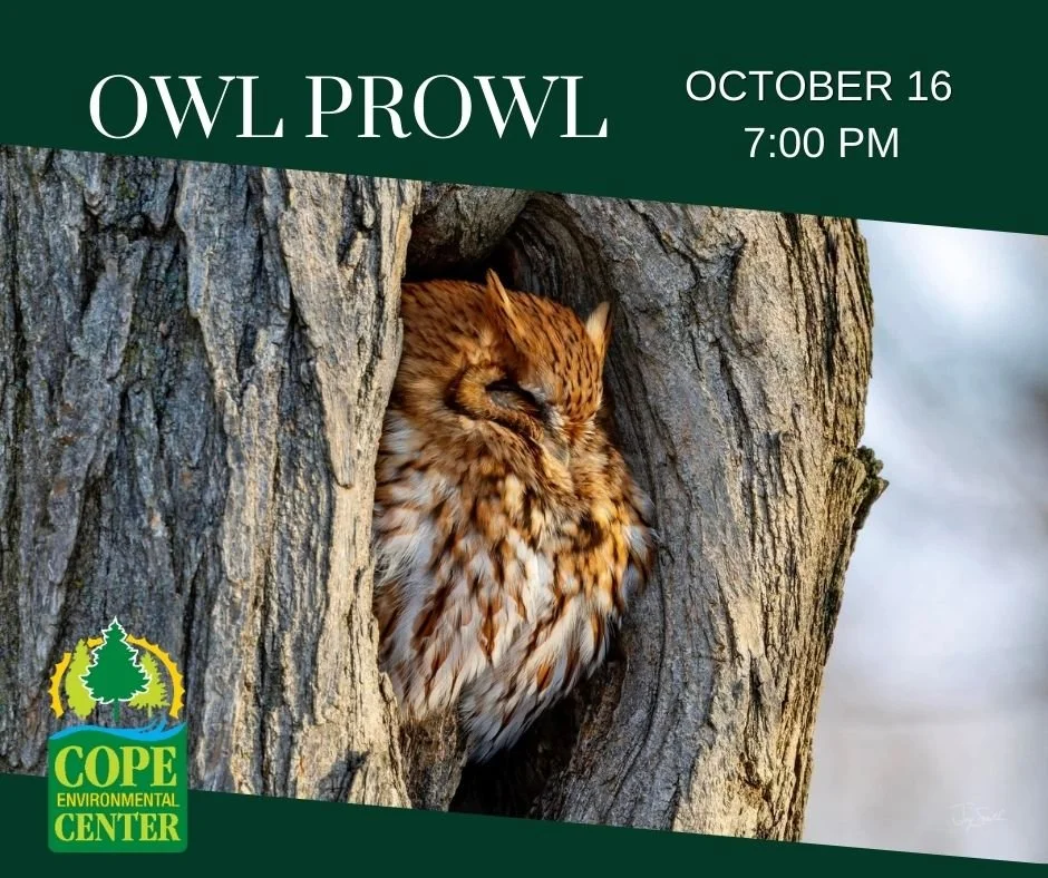 Owl Prowl