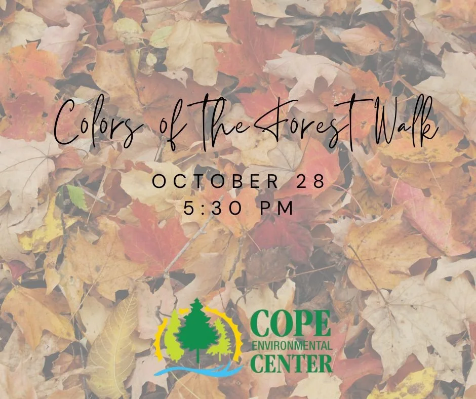 Colors of the Forest Walk