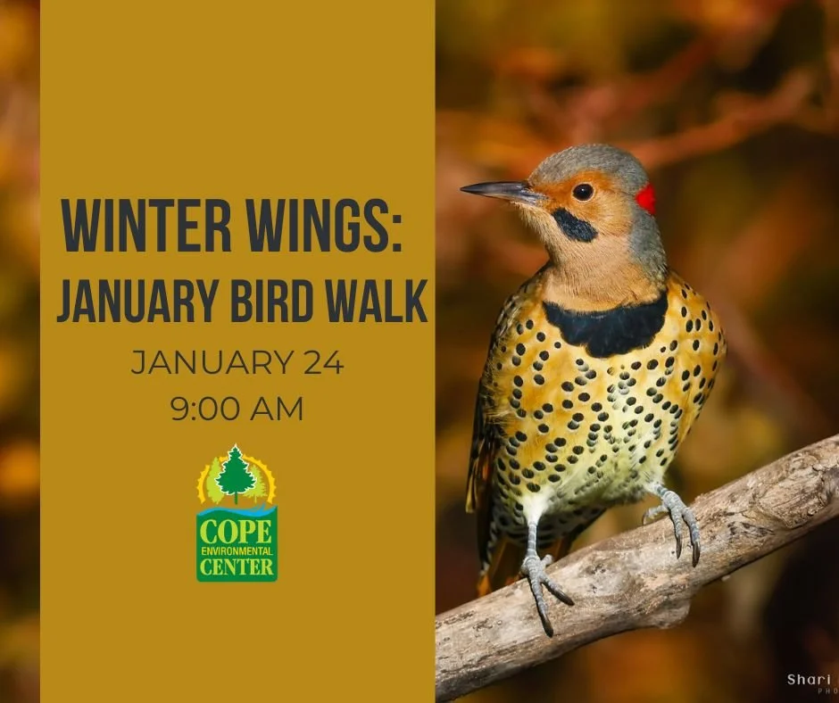Winter Wings