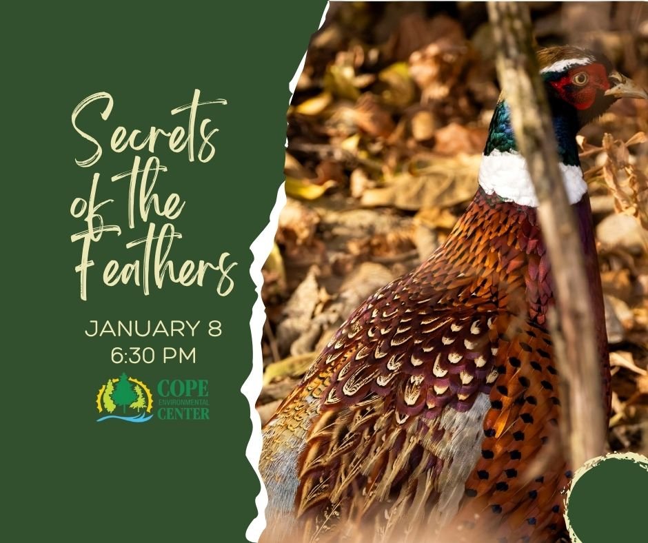 Secrets Of The Feathers