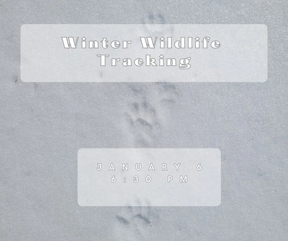 Winter Wildlife Tracking