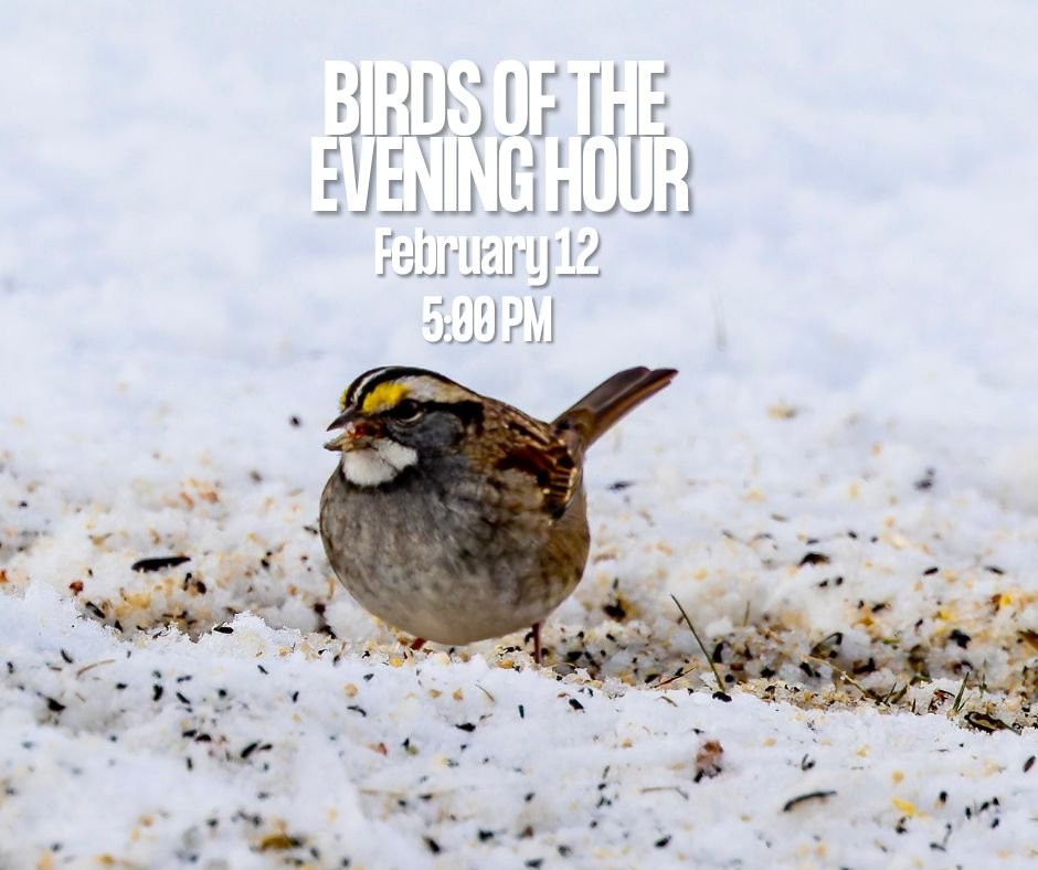 Birds of the Evening Hour