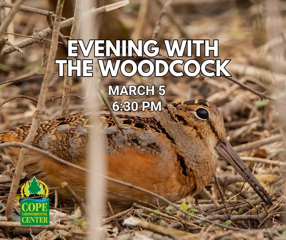 Evening with the Woodcock