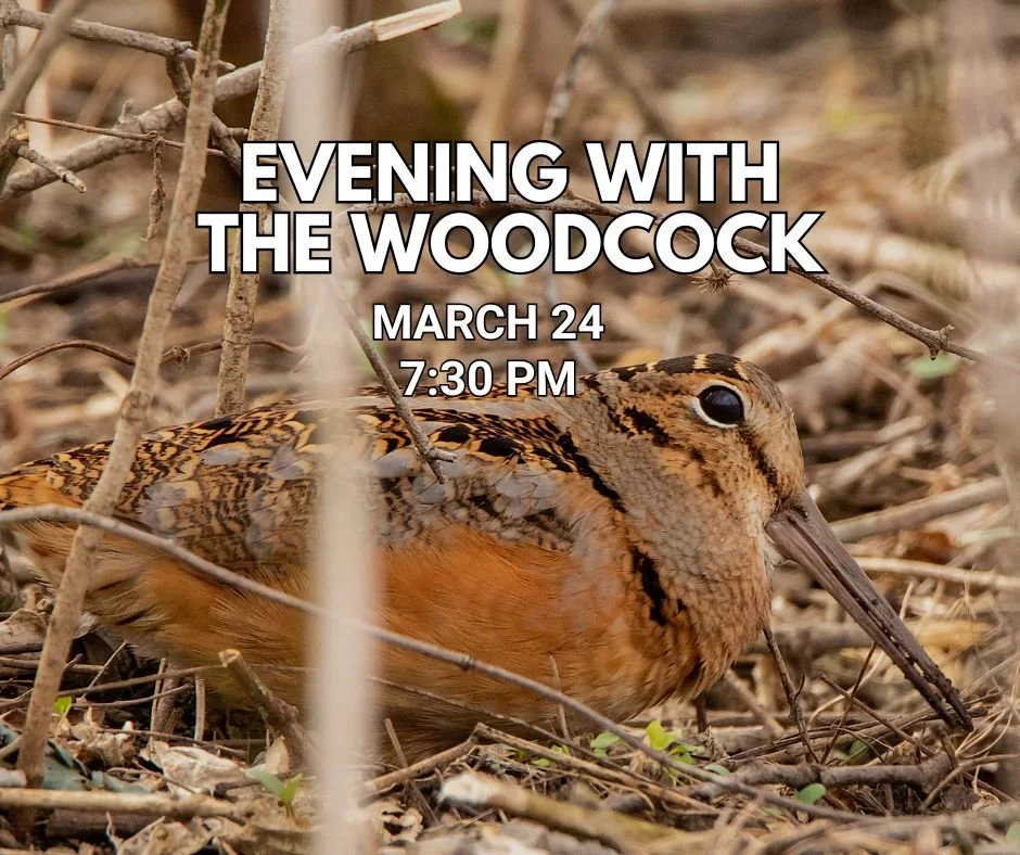 Evening with the Woodcock