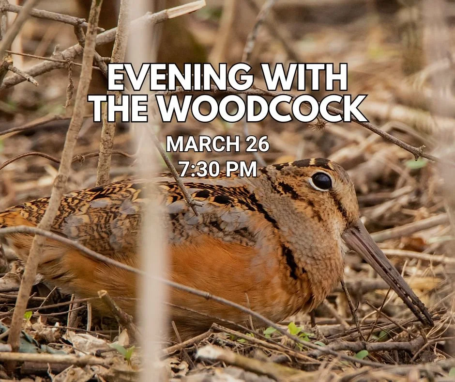 Evening with the Woodcock