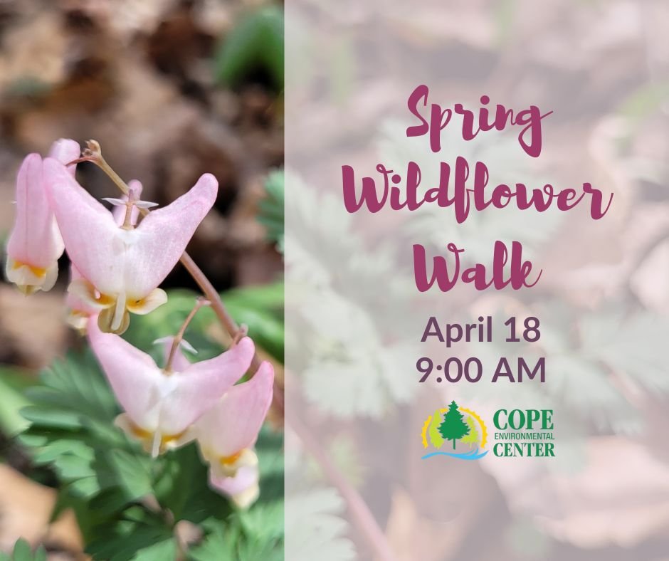 Spring Wildflower Walk