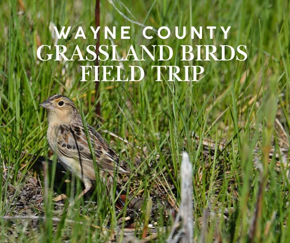 Wayne County Grassland Birds Field Trip