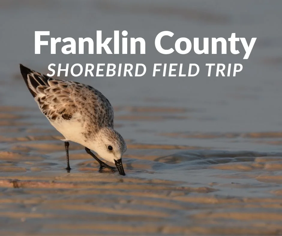 Franklin County Shorebird Field Trip