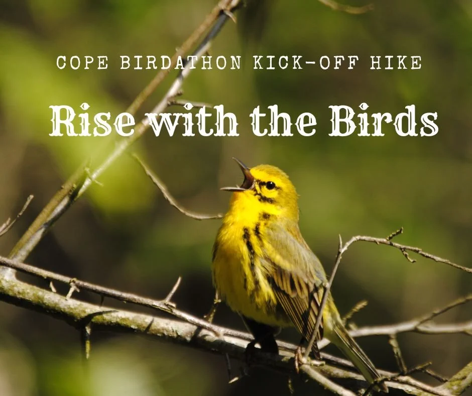 Rise with the Birds