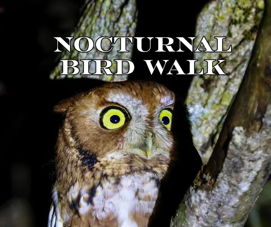 Nocturnal Bird Walk