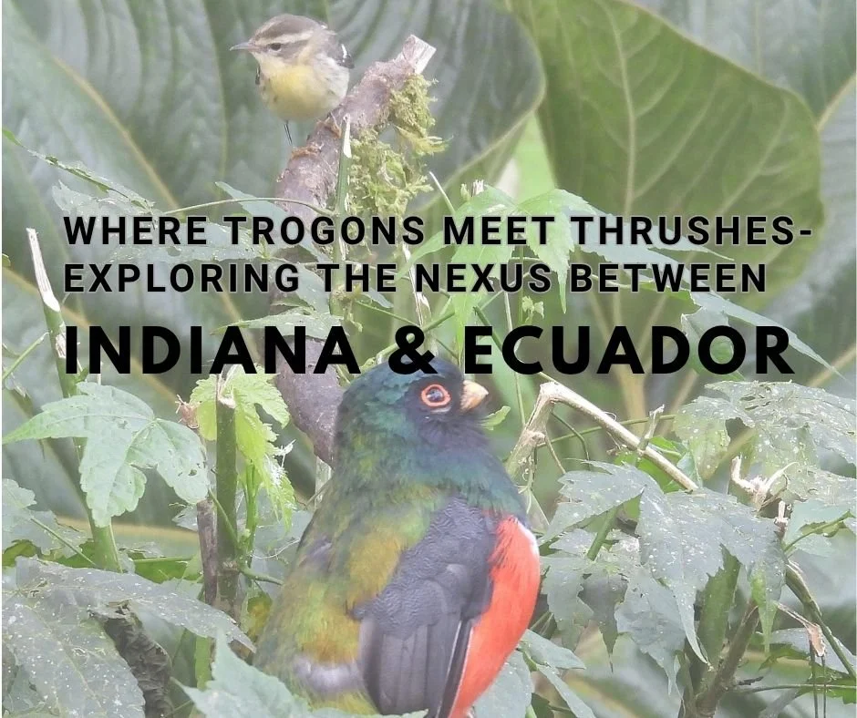 Where Trogons meet Thrushes-Exploring the nexus between Indiana & Ecuador