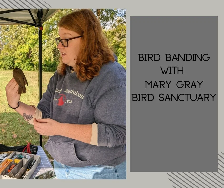 Bird Banding with Mary Sanctuary