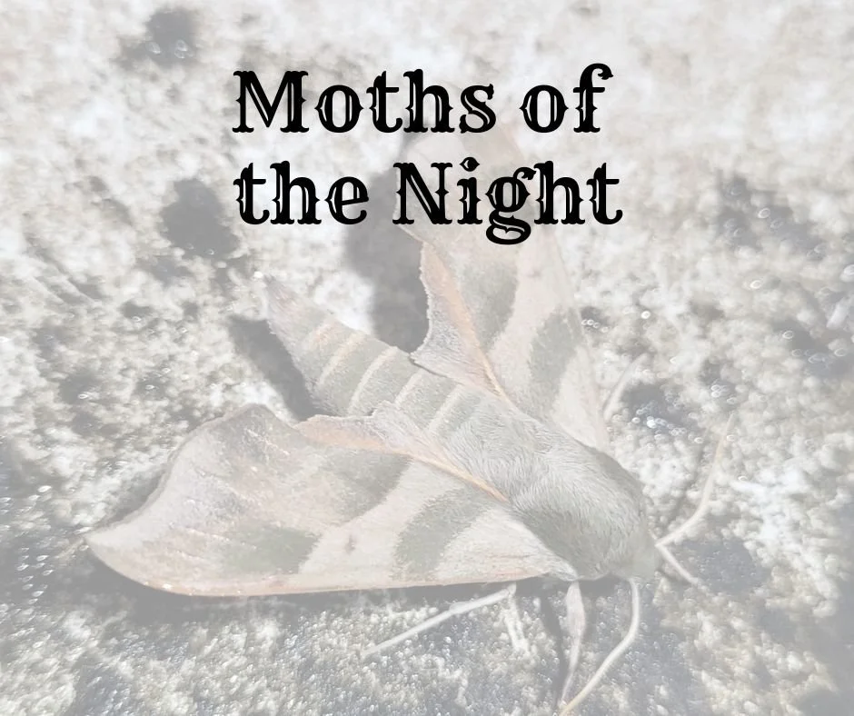 Moths of the Night