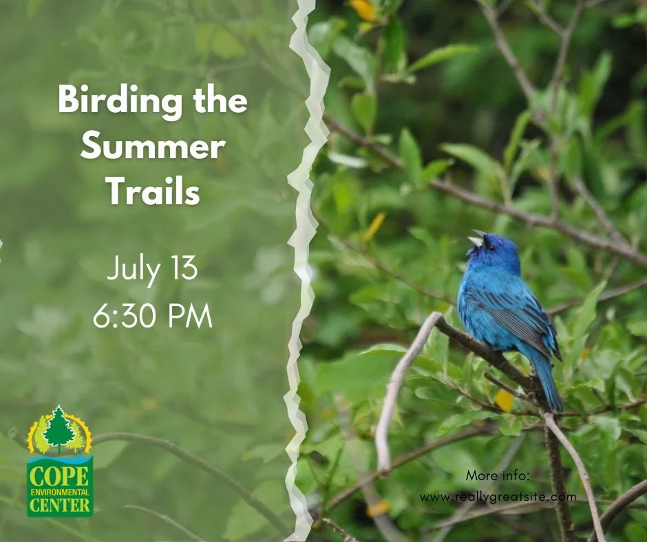 Birding the Summer Tails