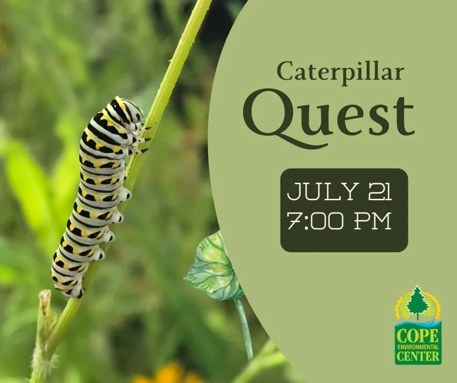 Caterpillar Quest
