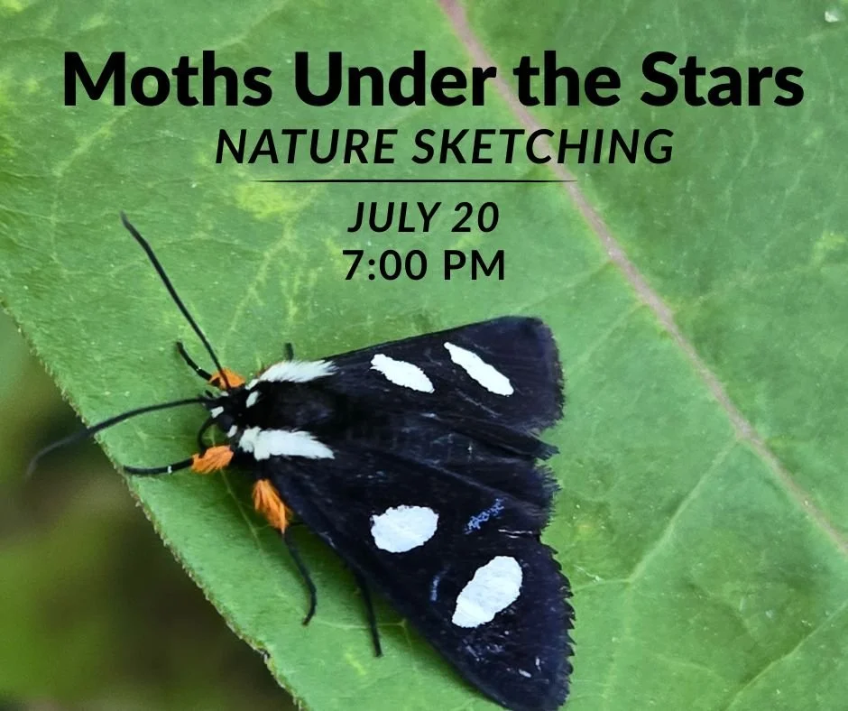 Moths Under the Stars: Nature Sketching