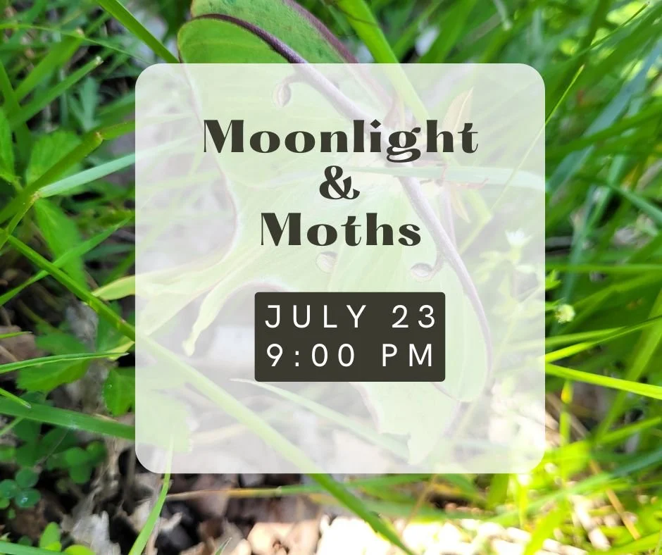 Moonlight & Moths