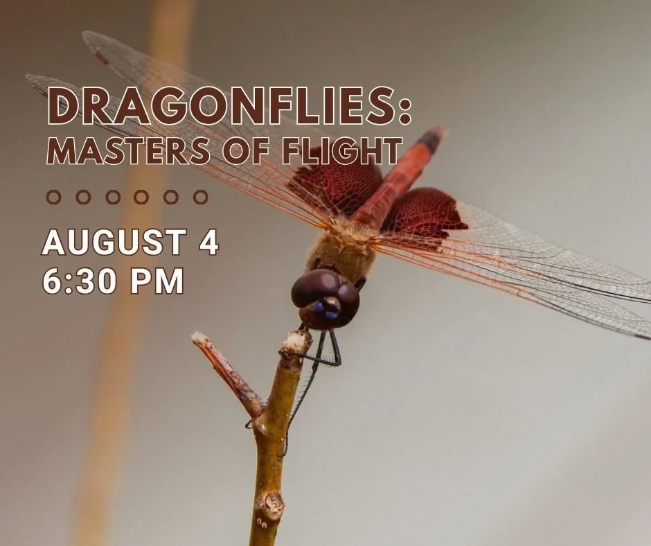 Dragonflies: Masters of Flight