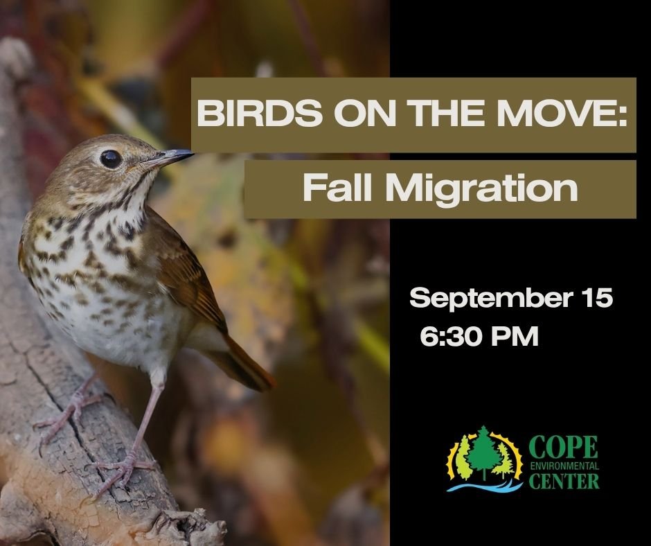 Birds on the Move: Fall Migration