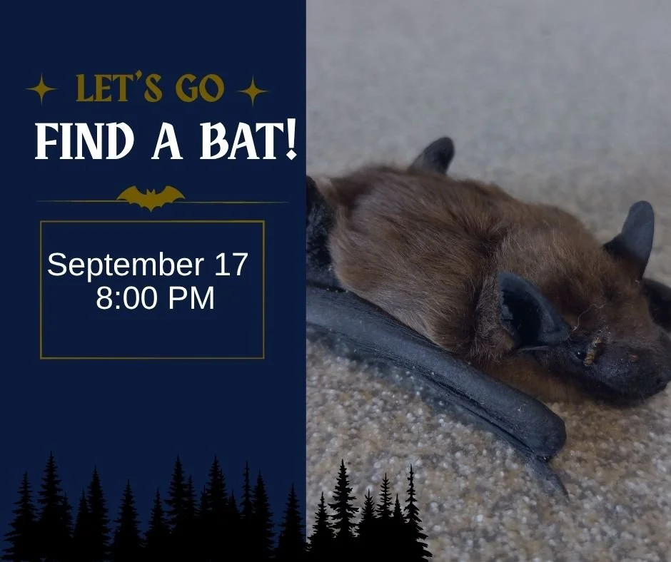Let's Go Find a Bat!