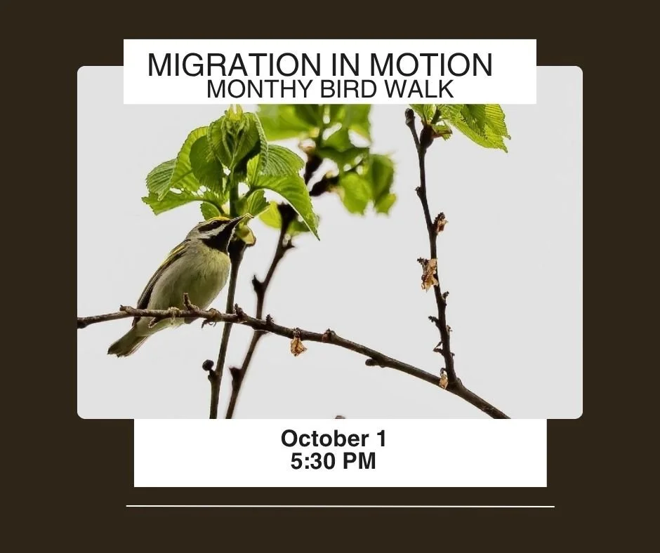 Migration in Motion