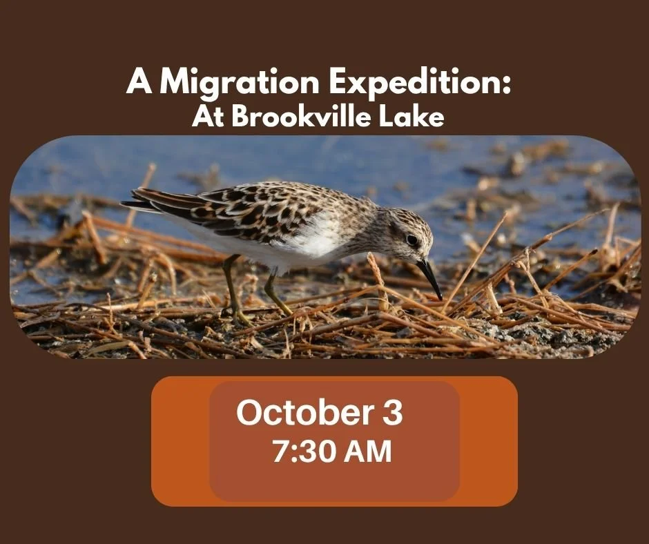 A Migration Expedition: At Brookville Lake