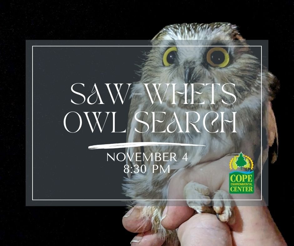 Saw-whet Owl Search