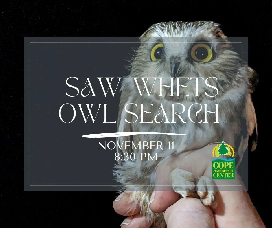 Saw-whet Owl Search