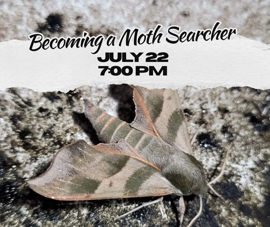 Becoming a Moth Searcher