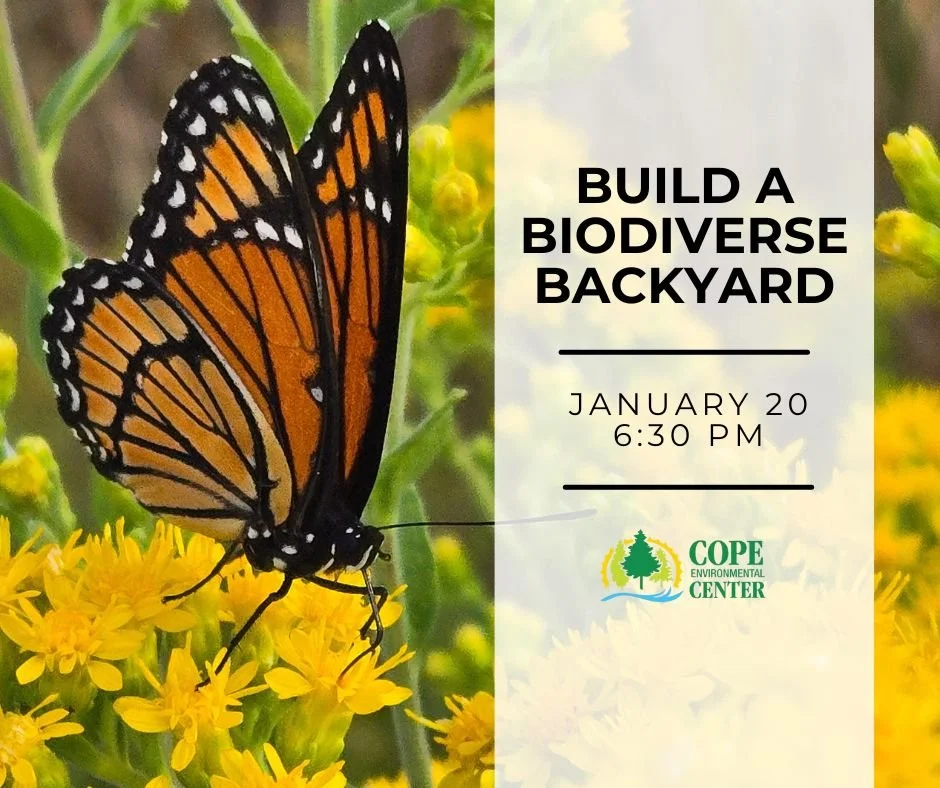 Build a biodiverse backyard.jpg