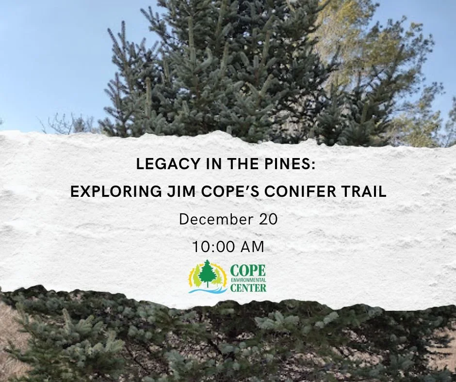 legacy in the pines.jpg