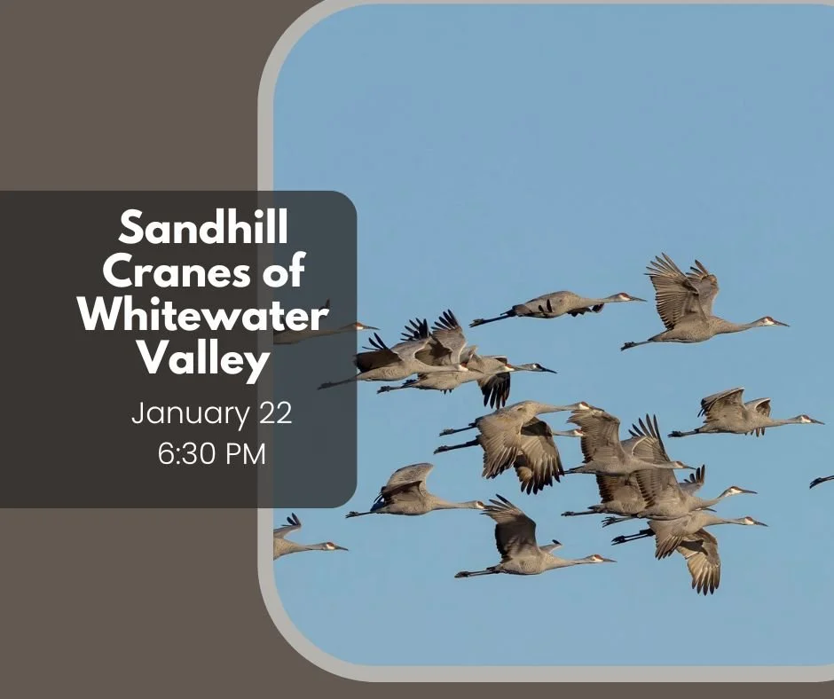 Sandhill cranes of Whitewater Valley 2.jpg