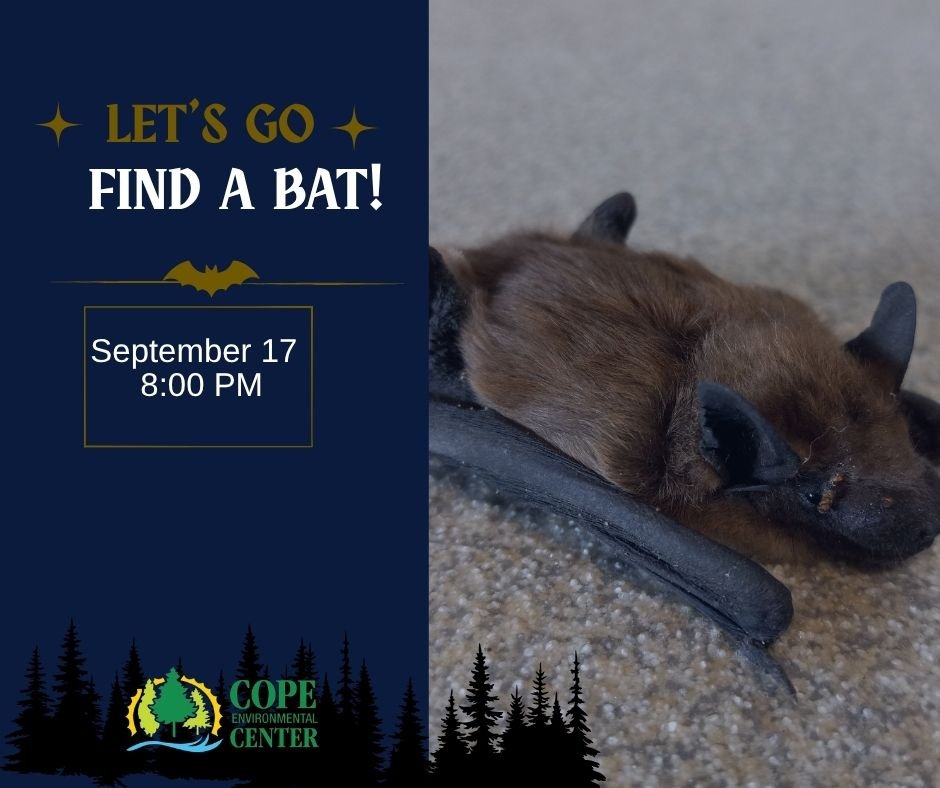 Let's Go Find a Bat!