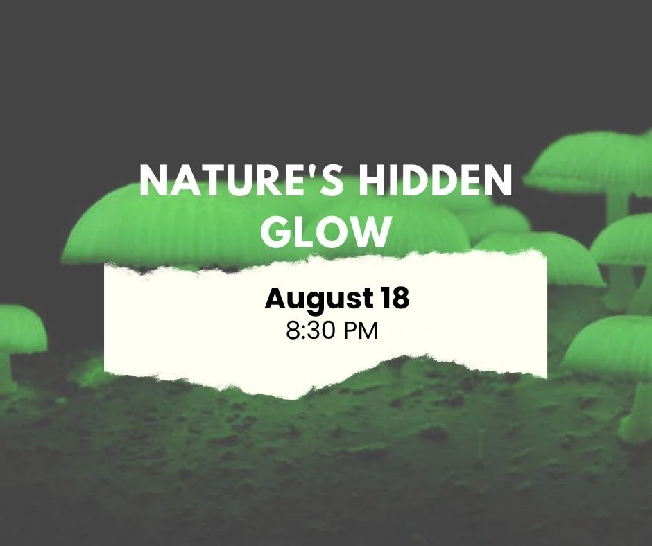 Nature's Hidden Glow